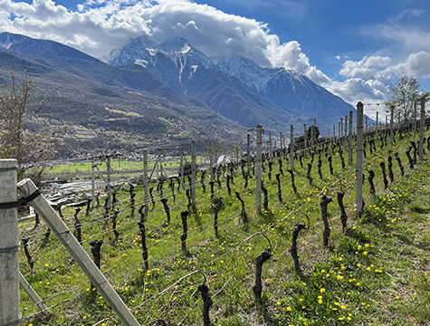 Gualtiero Crea of Les Granges on the Purity of the Alpine Wines of the Valle d'Aosta