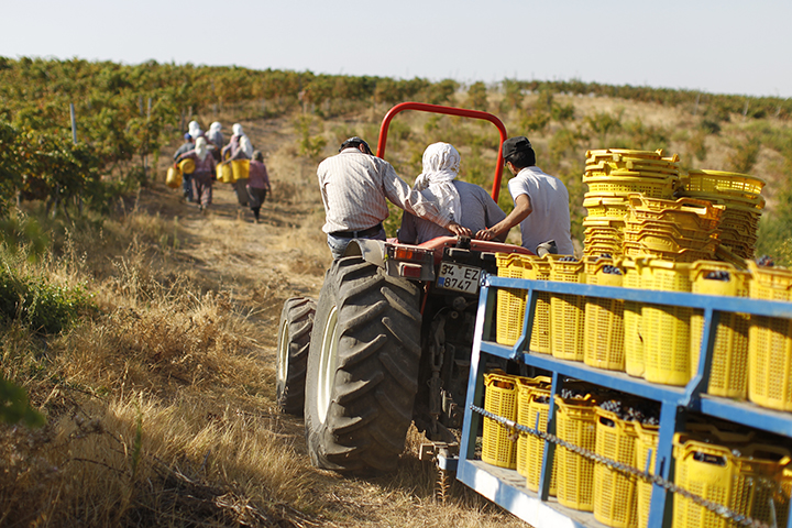 The Political Troubles and the Incredible Potential of Turkish Wine