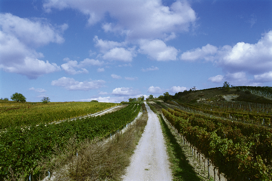 Austrian Reds: Difficult to Pronounce, but Easy to Drink