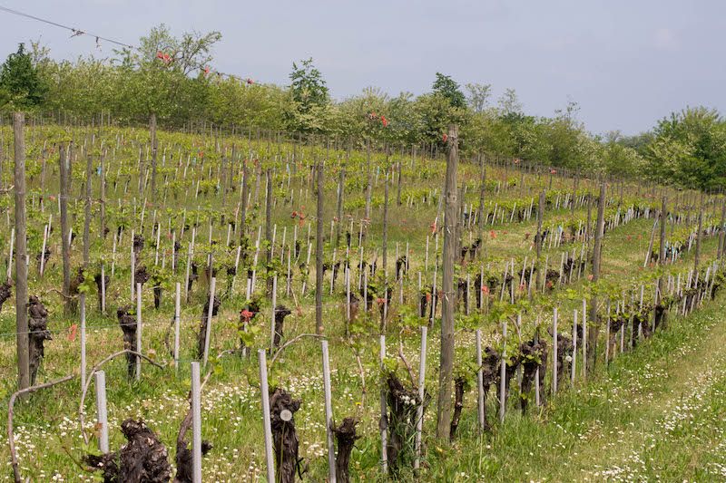 "True to Emilia": The Terroir Wines of La Tosa