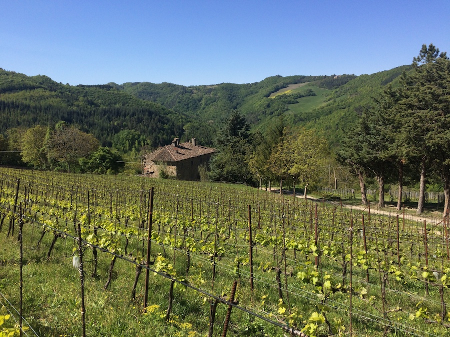 Francesco Bordini: Rising Star Making Terroir-Driven Sangiovese in Modigliana