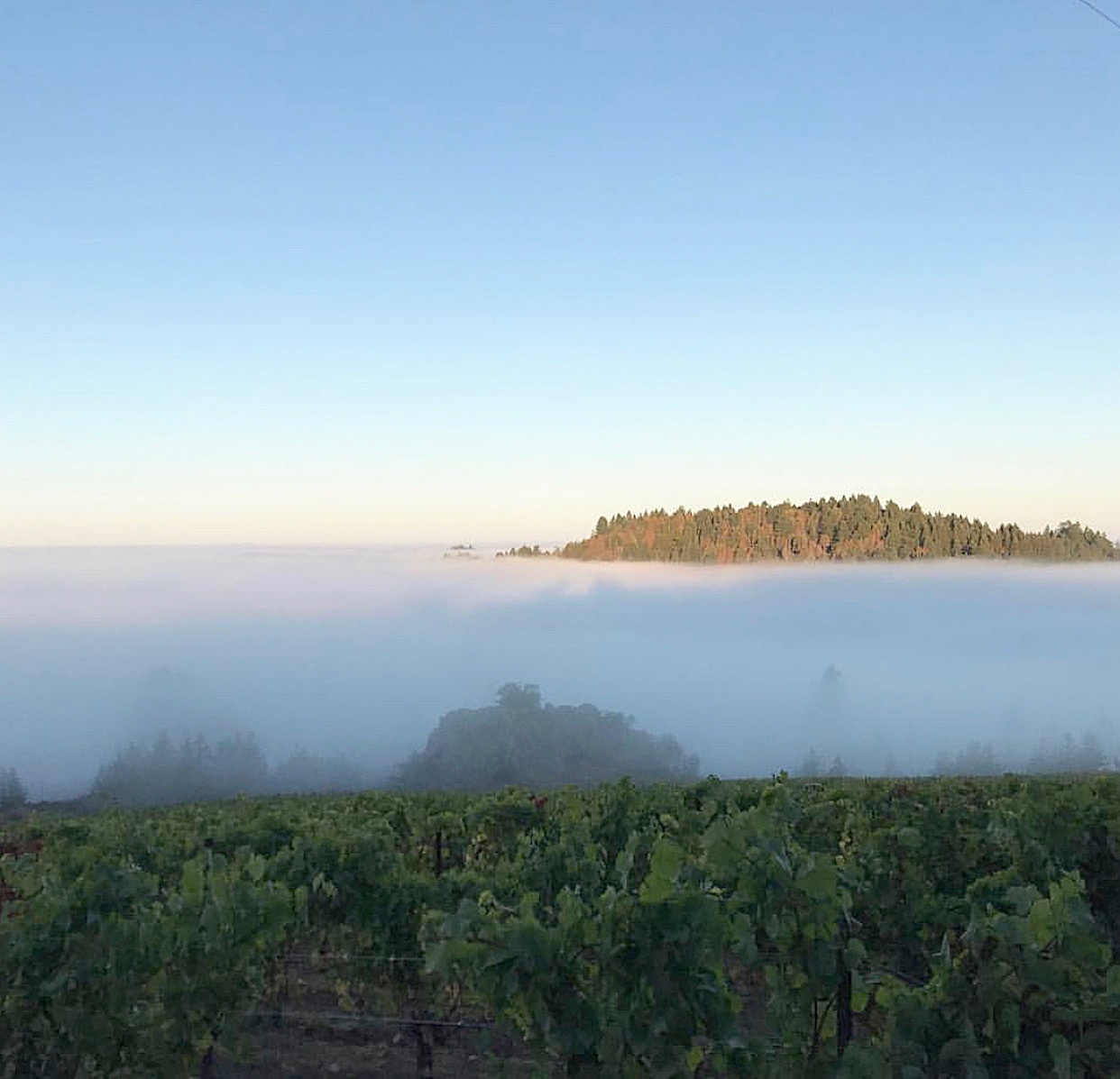 Ross Cobb of Cobb Wines Proves That Harsh Weather Conditions Can Make Beautiful Pinot Noir