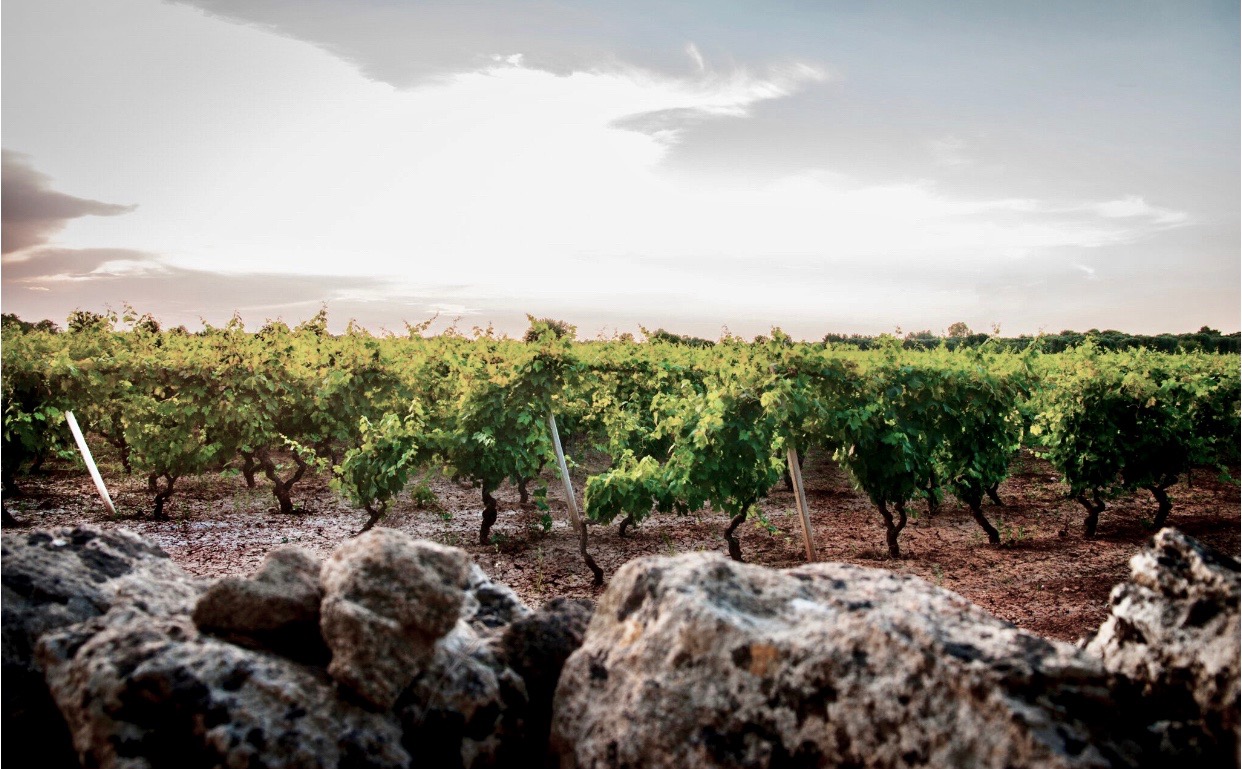 Cantine San Marzano: Leading the Winemaking Renaissance of Puglia