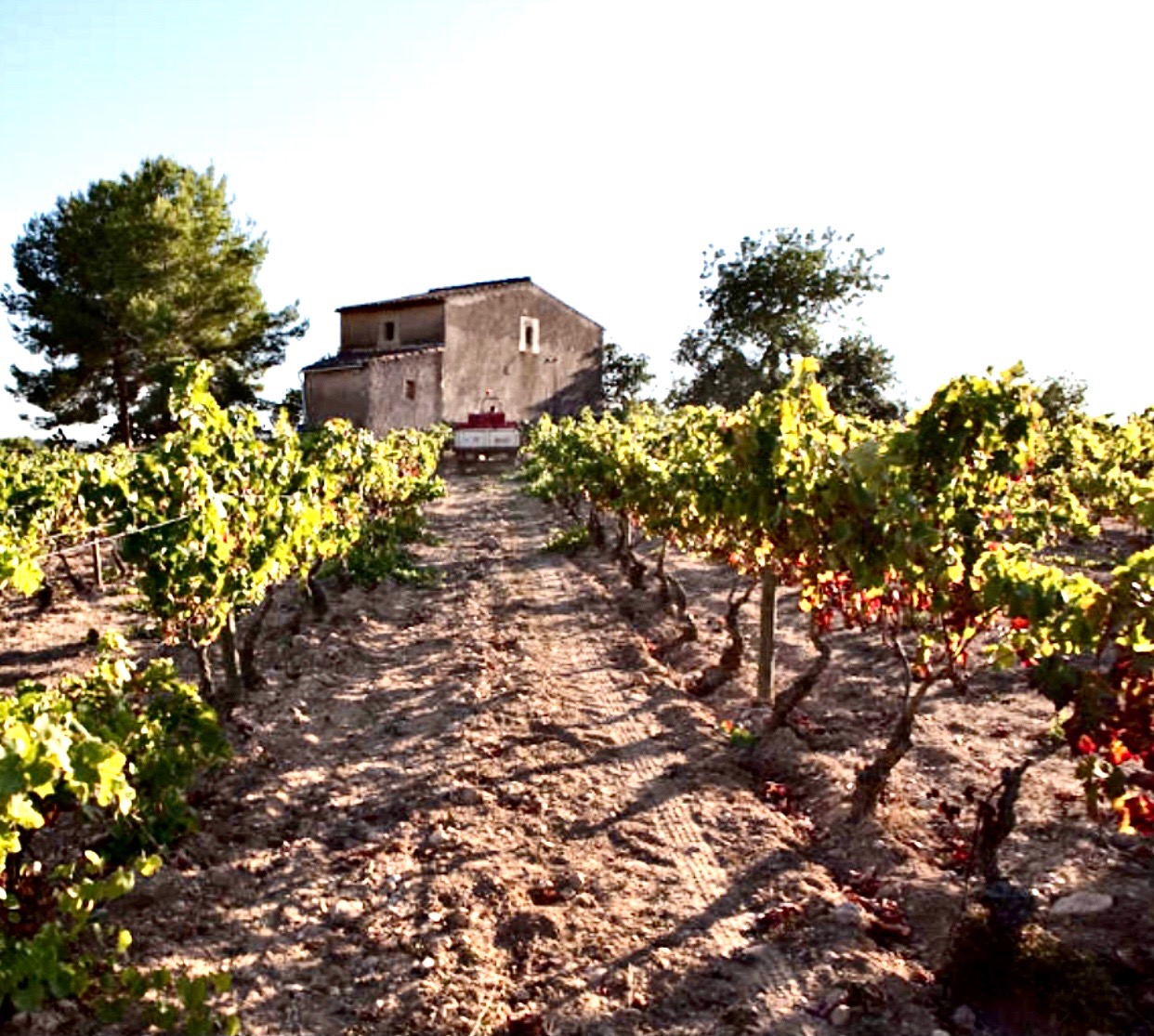 Deeply Rooted Farming Traditions Live on at Dasca Vives, a Biodynamic Winery in Catalonia Spain