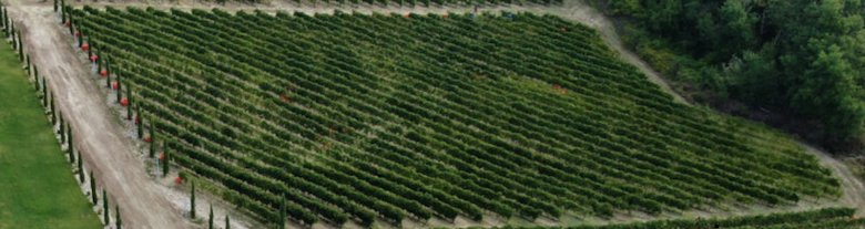 (A Vineyard in Irpinia)