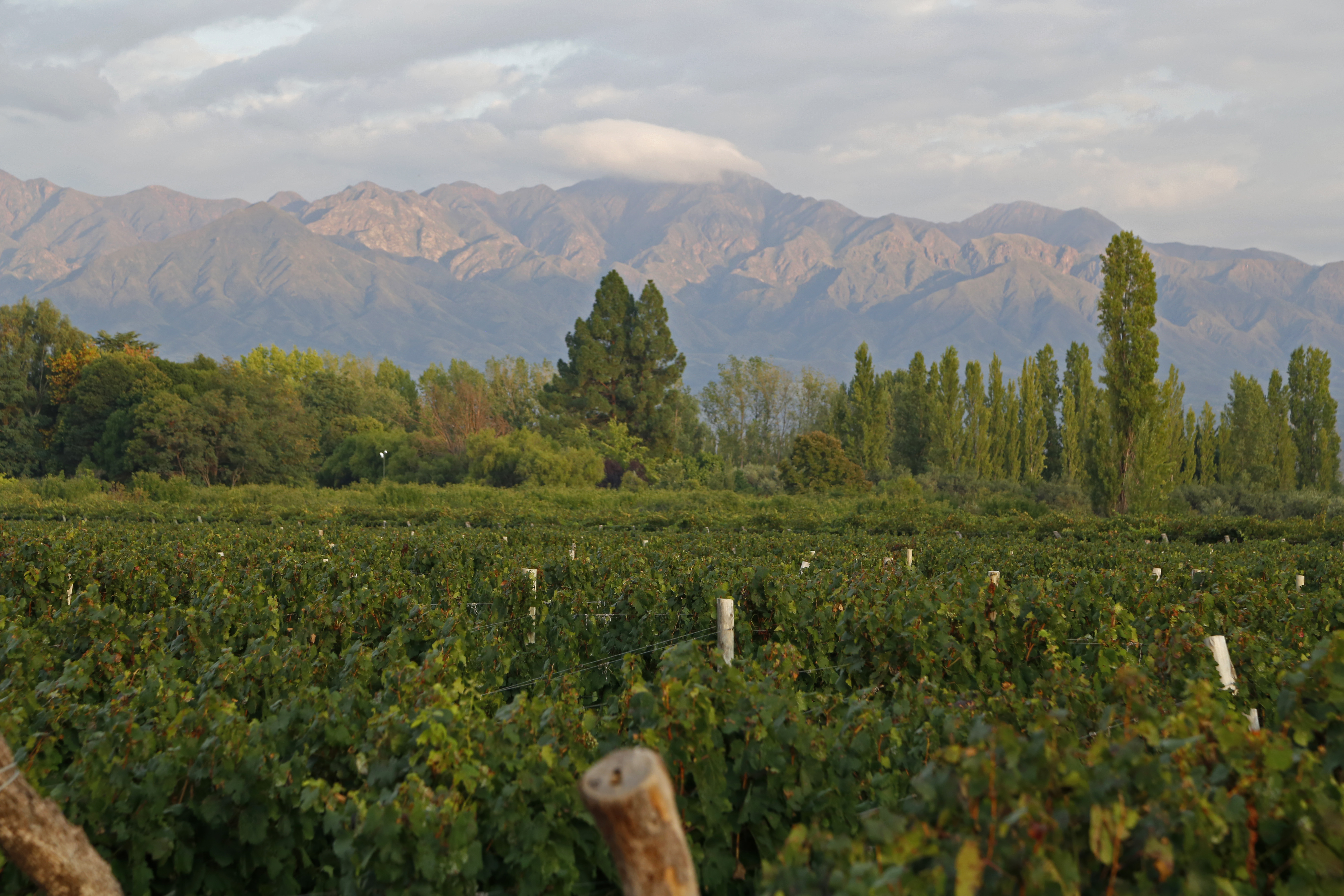 Aurelio Montes Jr. on terroir of a biodynamic vineyard