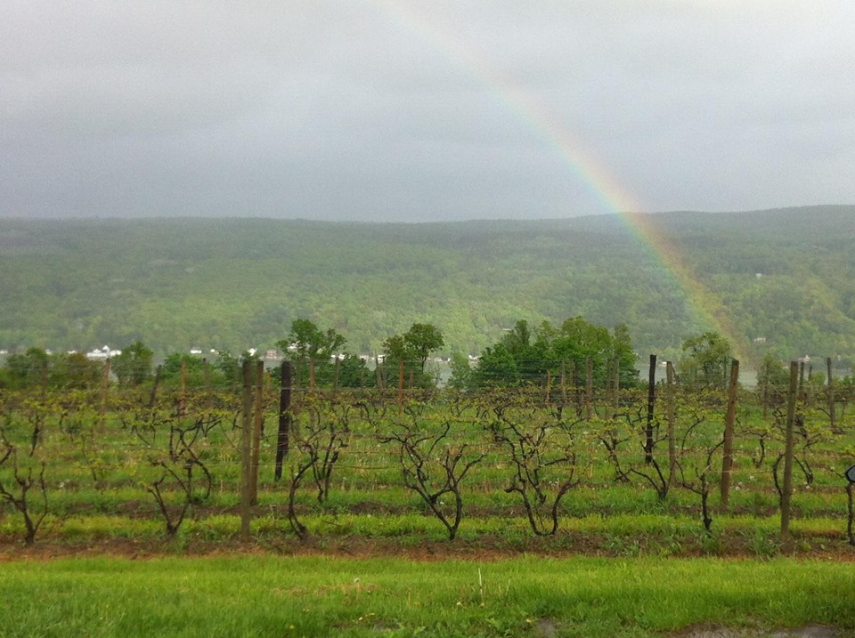 Making Orange Wine With Hybrids in the Finger Lakes