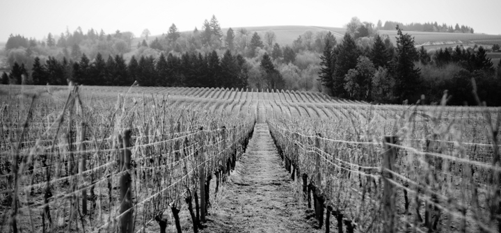 A Winter's Slumber: Vineyards Tucked Under a Blanket of Snow