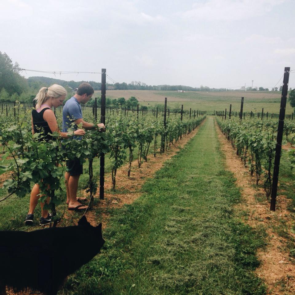 Drew Baker of Old Westminster Winery Showing Maryland's Wine Promise