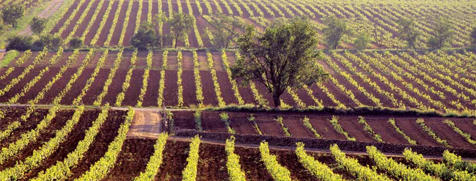 Two Greek Winemakers Talk Soil, Grapes, and the Wine of 3,000 Years Ago