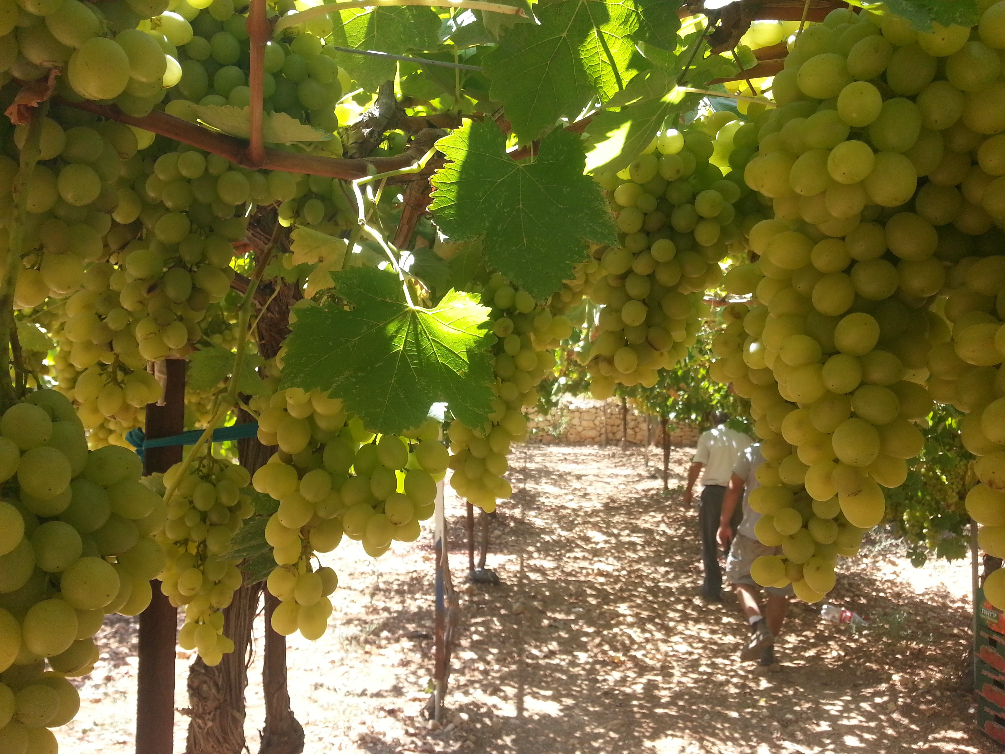 Interview With Gil Shatsberg of Israel's Recanati Winery