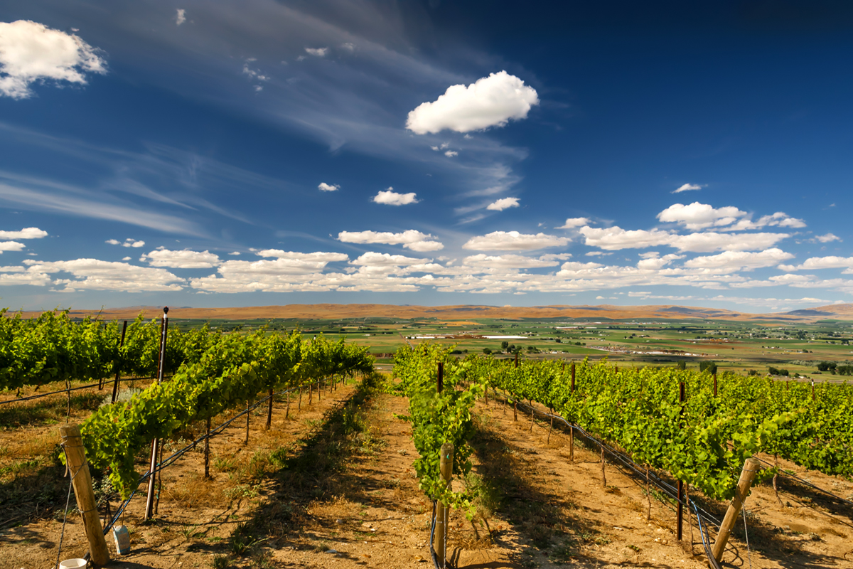 How To Take The Best Photos in Wine Country