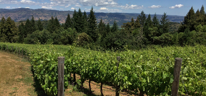 Grape Geneticist Dr. Carole Meredith On Her Life Among the Vines