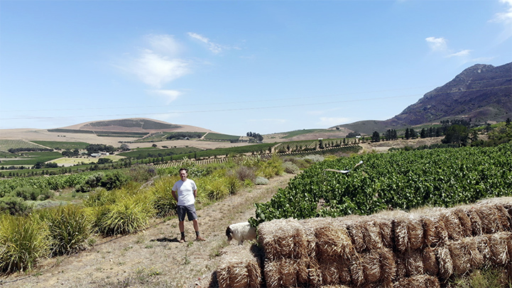 South African Wine Pioneer Chris Mullineux and the greatness of Old Vine Swartland Chenin Blanc