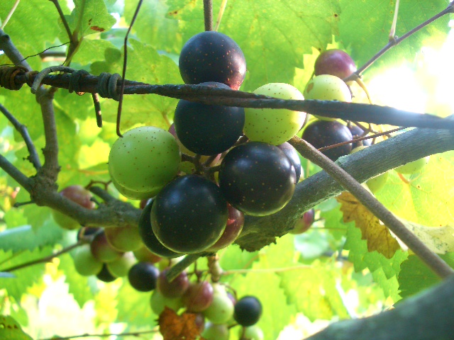 Muscadine: The Grape of the South