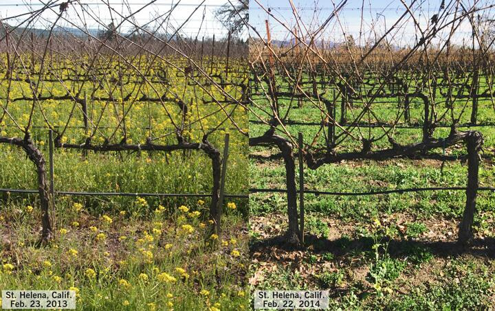 Image: How Drought is Affecting Cover Crops in St. Helena Vineyards