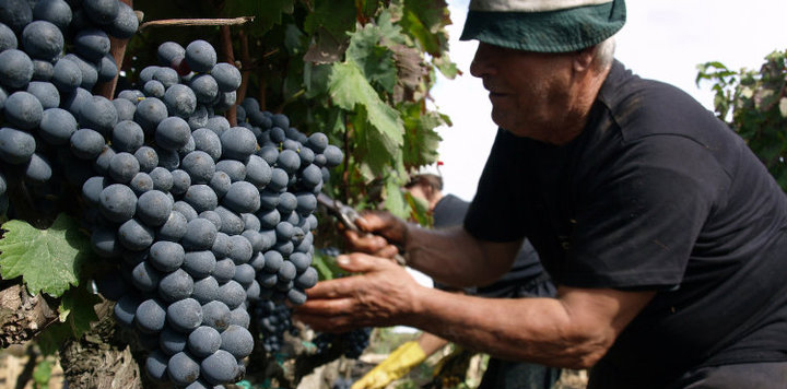 Puglia: Italy's Value Wine Region