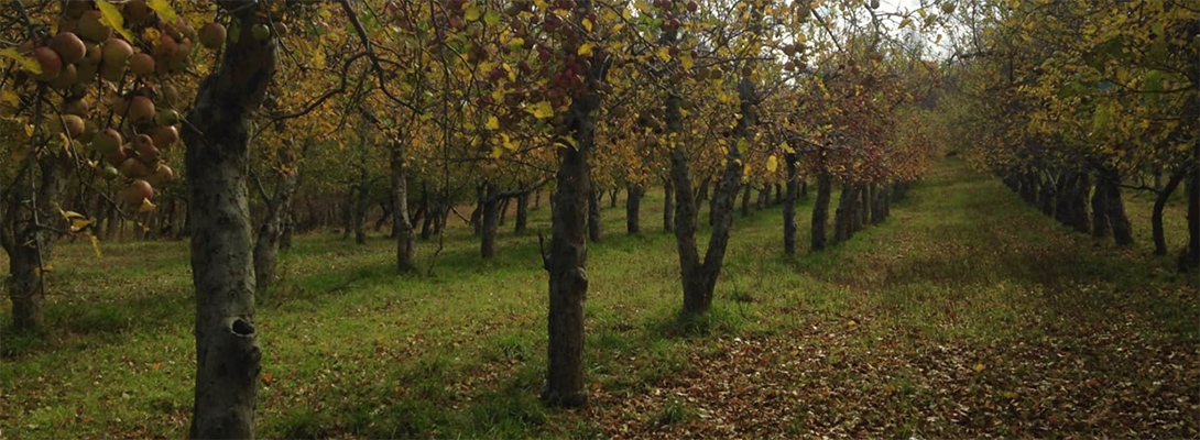 Eve's Cidery and the American Cider Renaissance