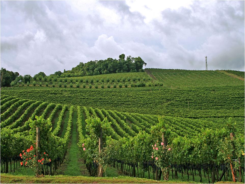 The Brazilian Wine Palate: Speaking with a Sommelier