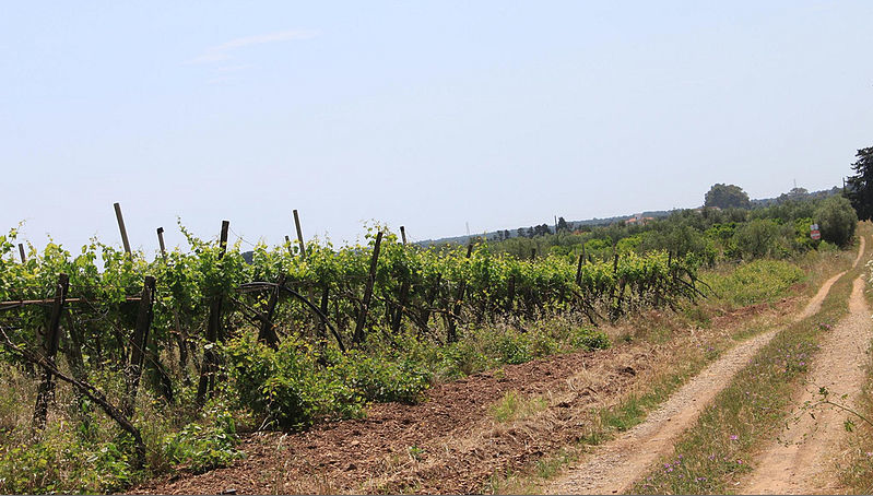 Discover Apulia, Italy's Most Prolific Wine Region