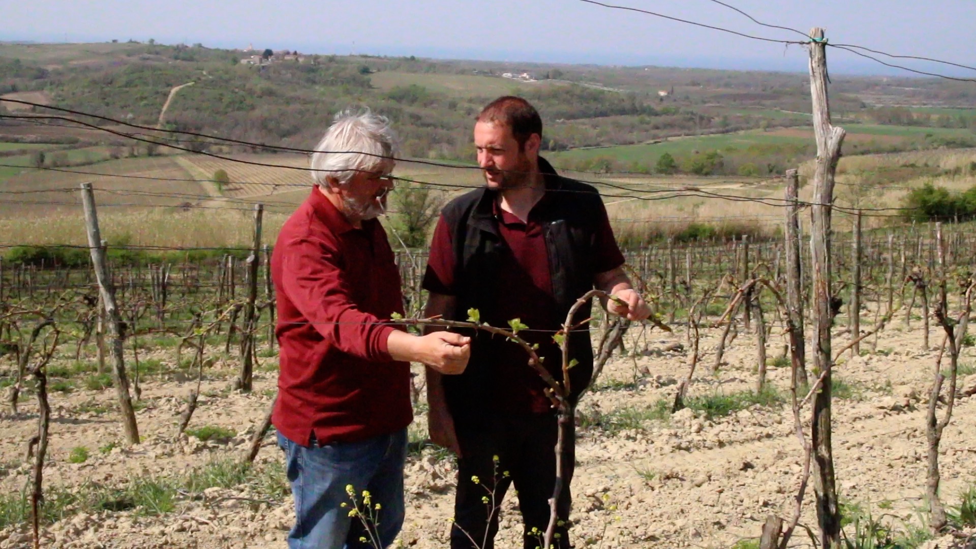 Dimitri Brečević is making natural wine in Istria, Croatia
