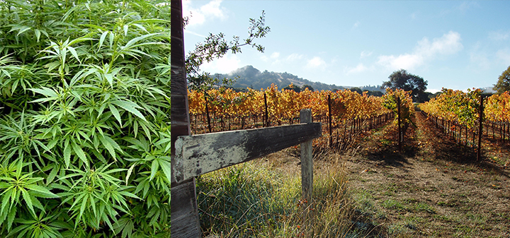 From Pot to Pinot: The New Conversation in Mendocino