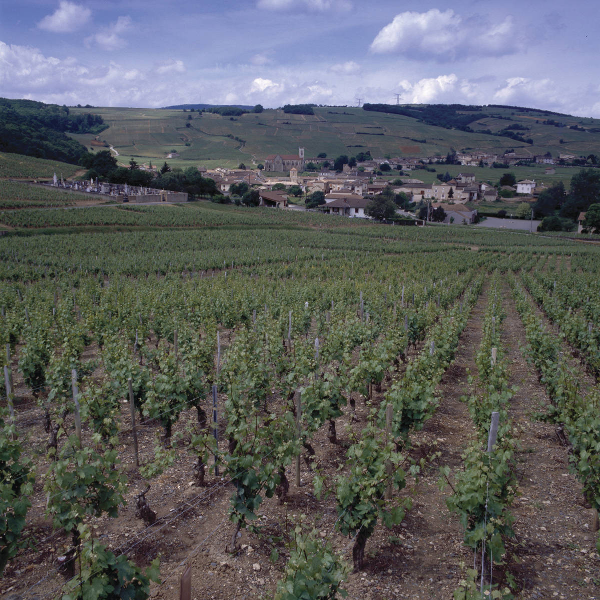 Pouilly-Fuissé, Noble Rot, and Foie Gras