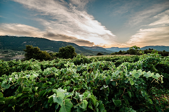 Pierre and Antonin Making Natural Wine in the Languedoc