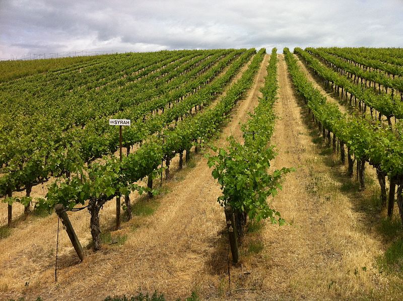Does Washington State Need an Iconic, Signature Wine Grape?