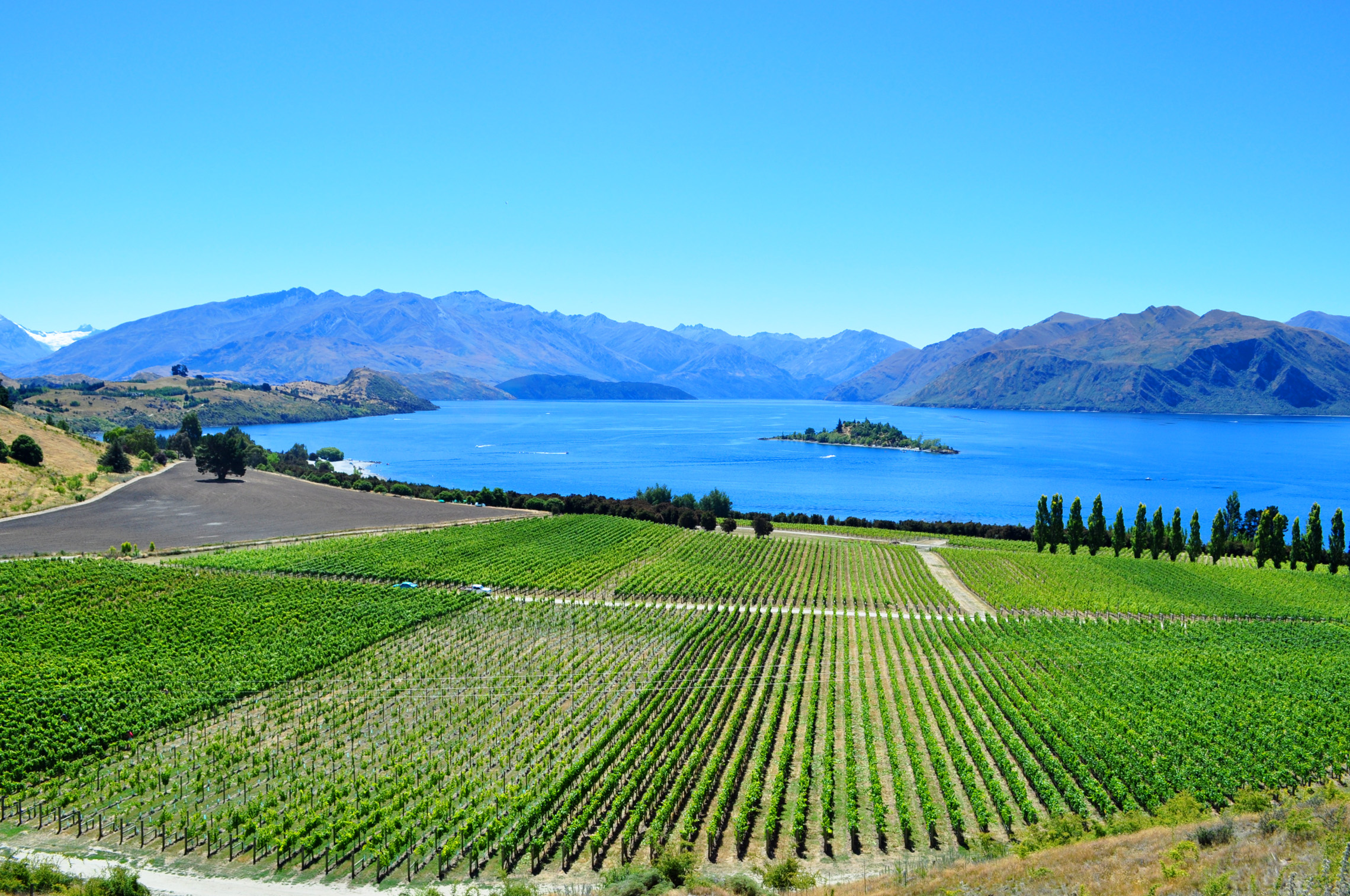 A History Of Wine In New Zealand 