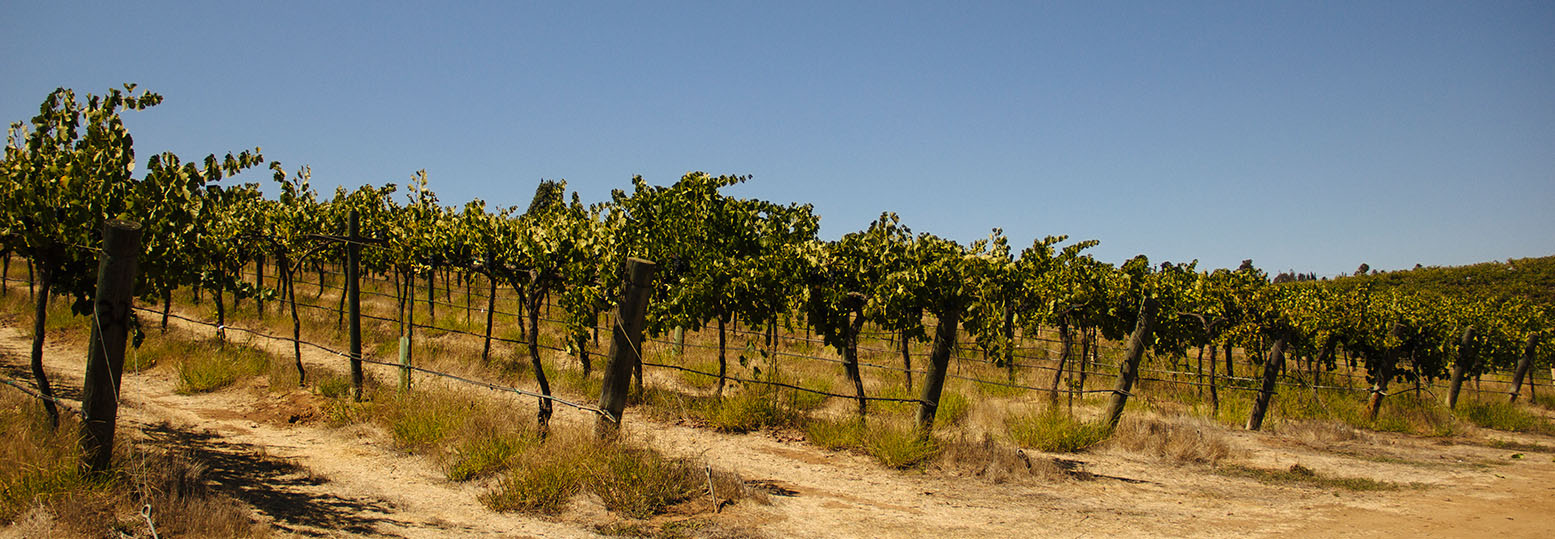 San Diego Gets Serious About Wine