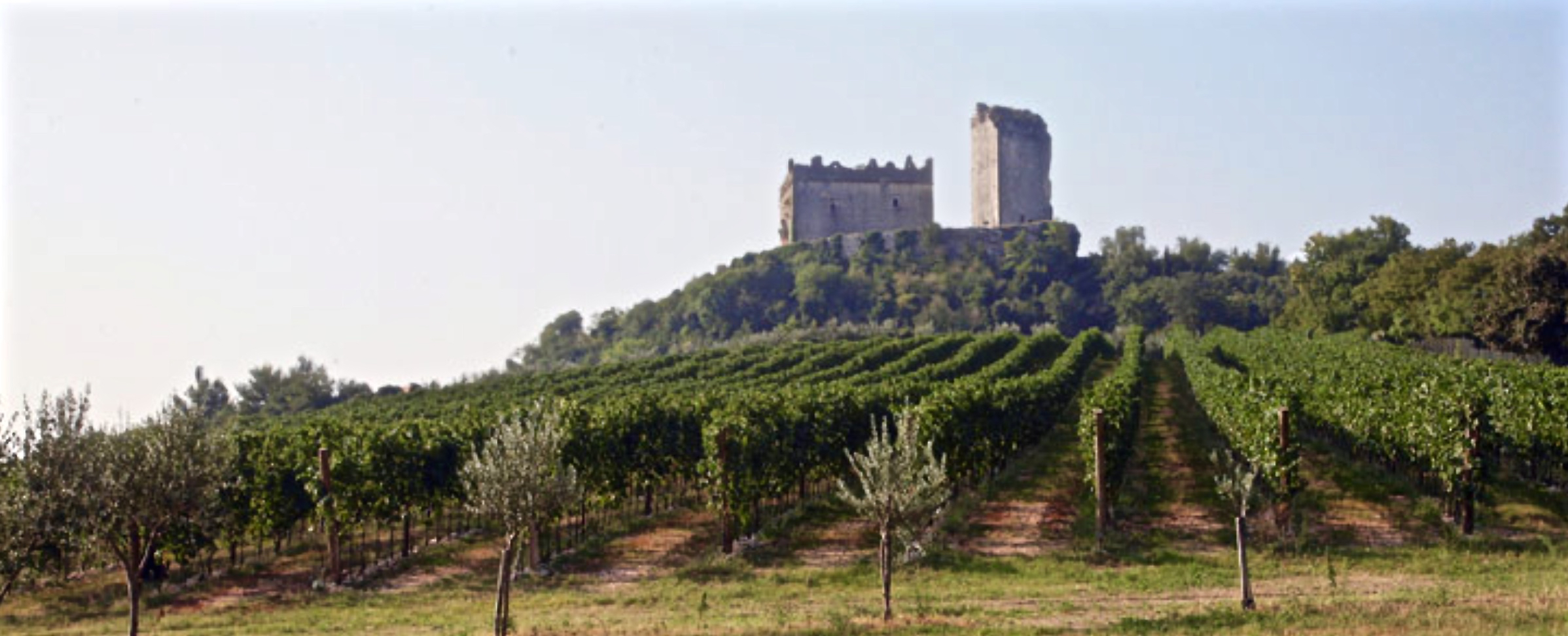 Latium Wines from the Veneto