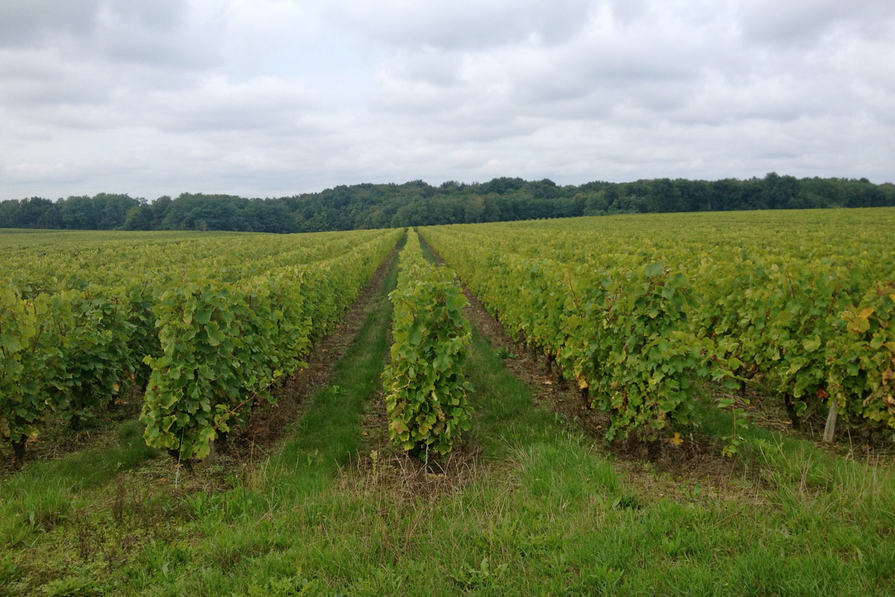 Vouvray, A Versatile Wine Worthy of Attention