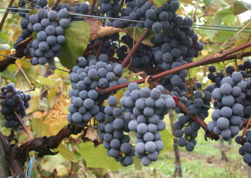 Beaujolais: It's Pronounced Gamay