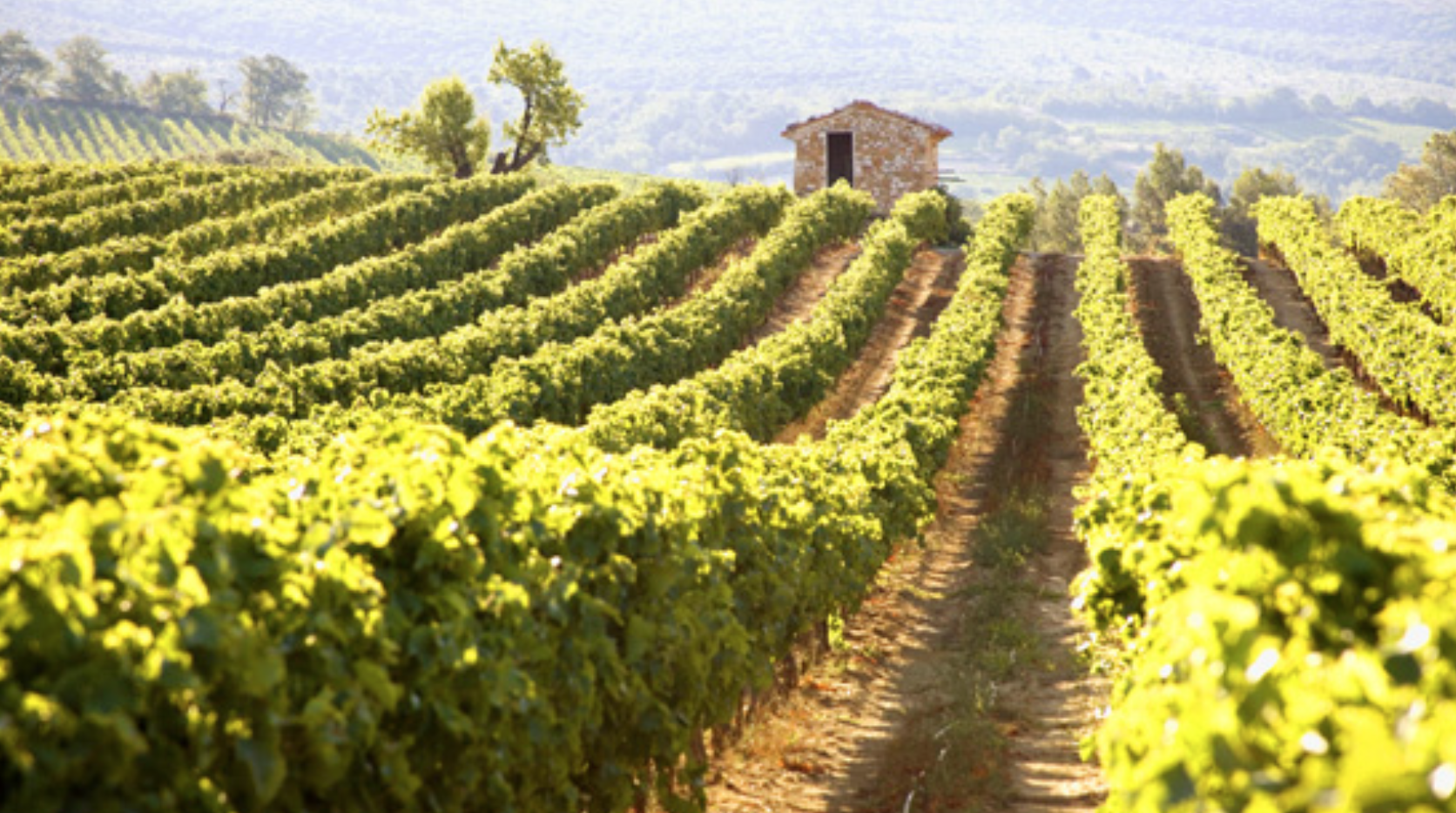 Profiling Domaine de Triennes