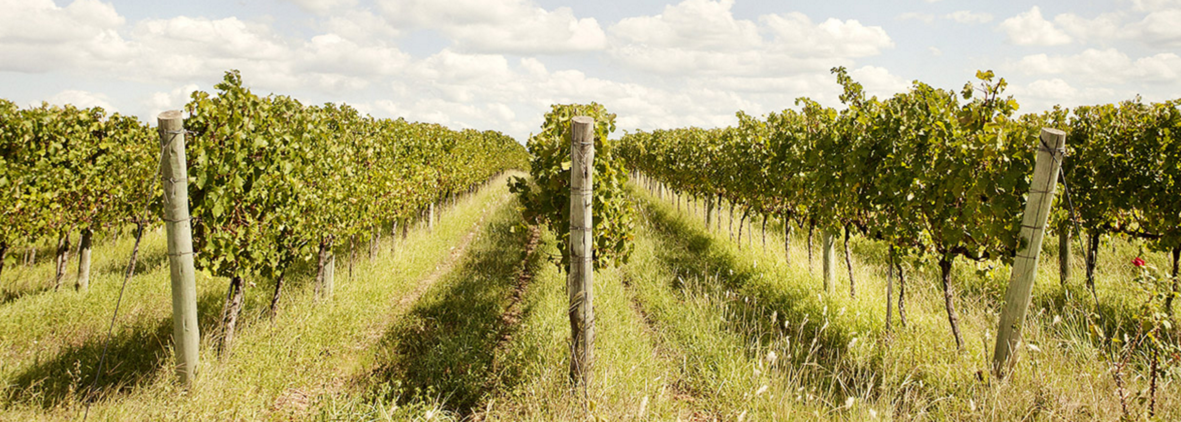 With the Olympics in Brazil the Spotlight is on Brazilian Wine