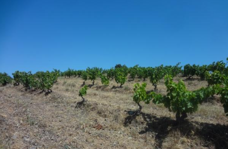 Matassa: A New Zealander Makes Natural Strides in the South of France