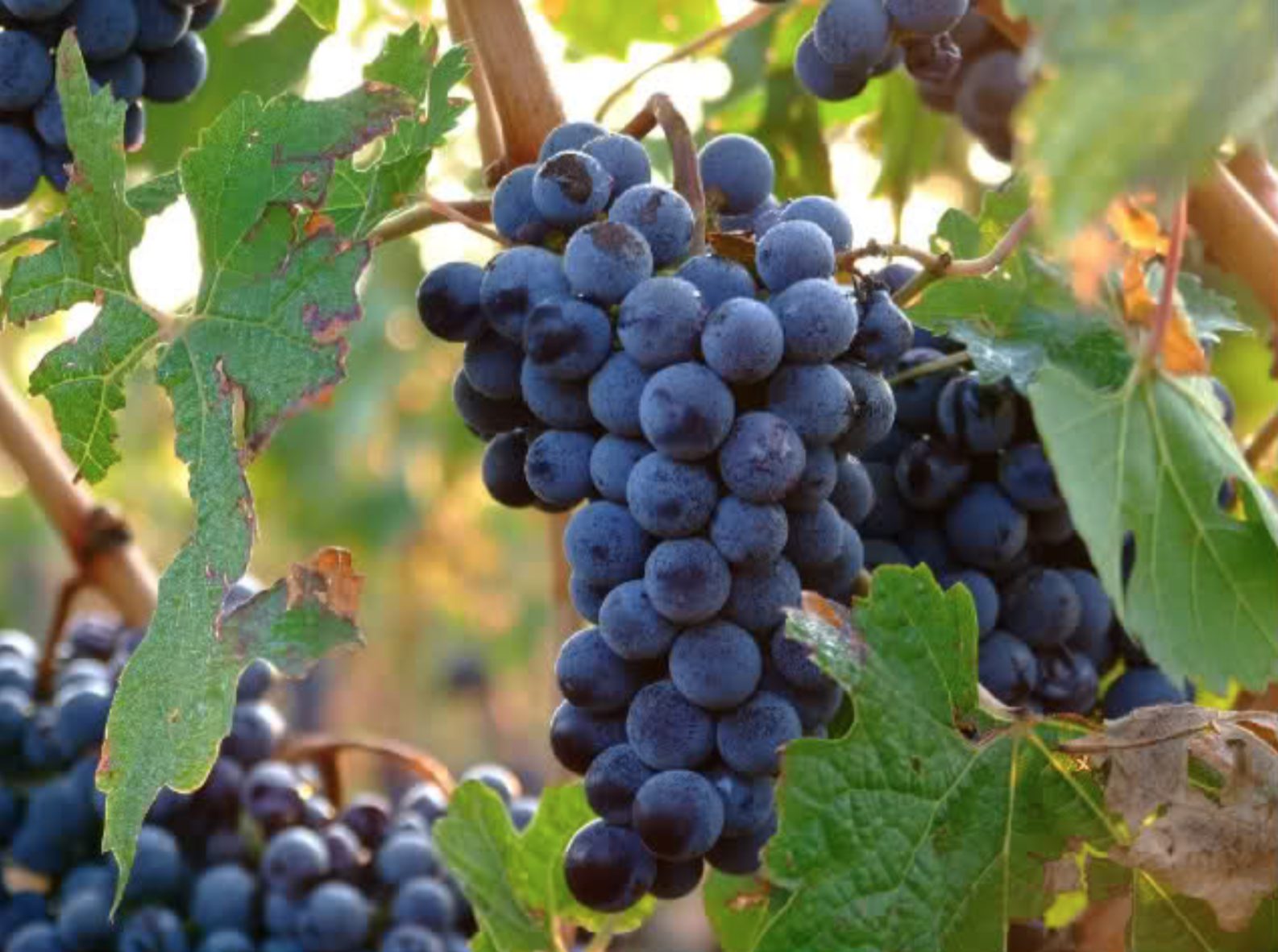 Manto Negro, a Mallorcan Grape Varietal, not a Balkan Country