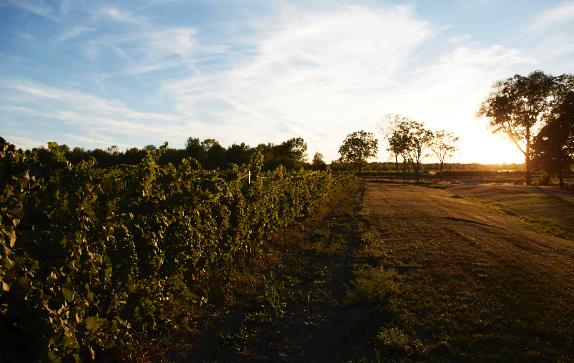 World Class Vineyard Never Tasted So Good: Heinrichshof Mosel