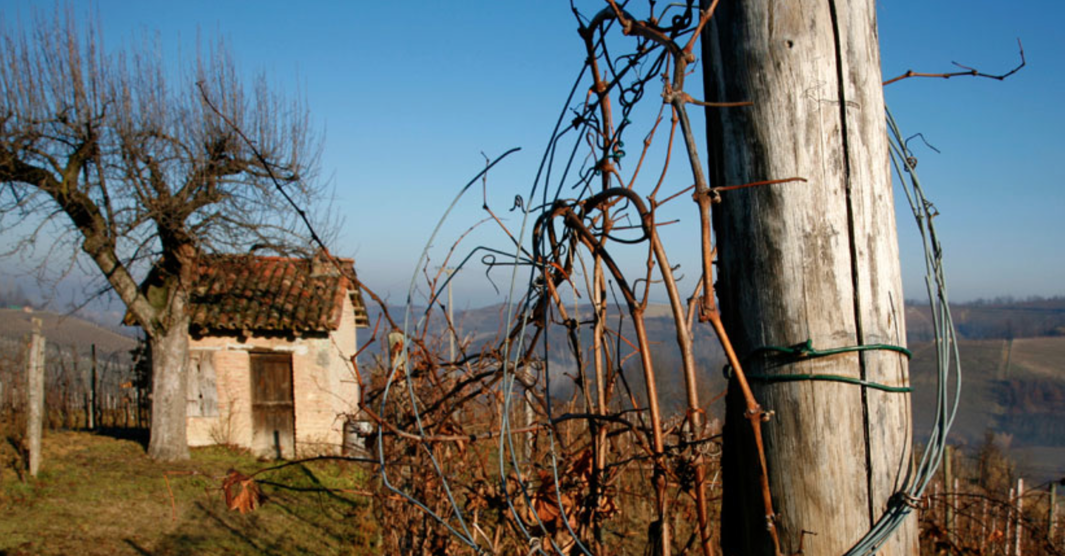 Annette Hilberg: Biodynamic Pioneer in the Piedmont  