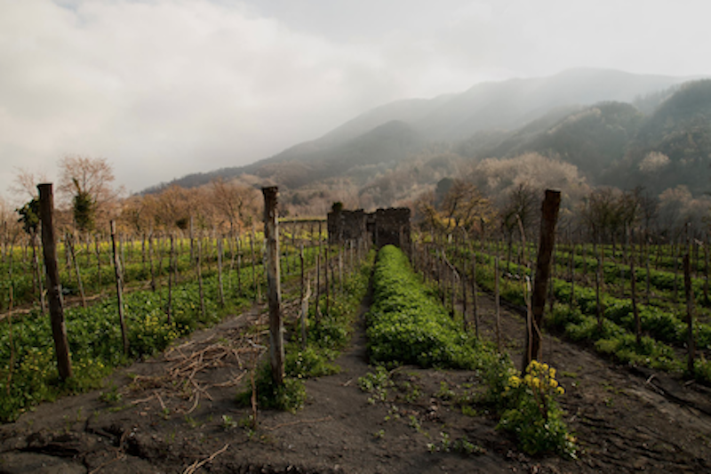 The Wine That Blew Up Pompeii: Ciro Giordano of Cantine Olivella on Vesuvio Wine