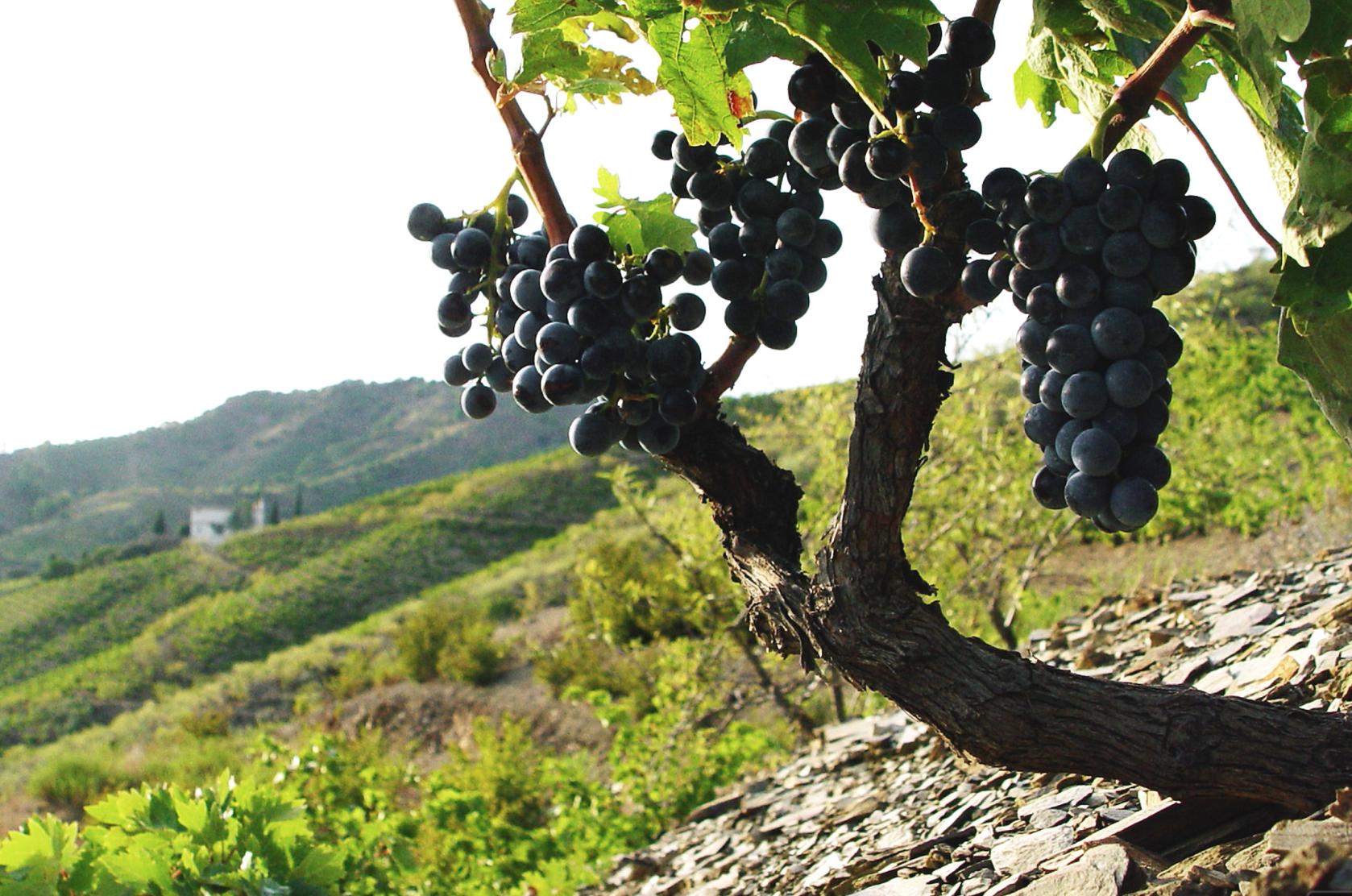 Celler Vall Llach: Started As A Social Project, Now Producing Award Winning Priorat Wine