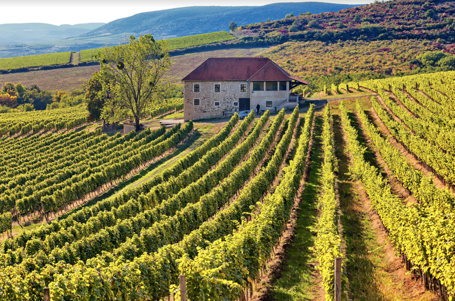 Exploring Hungarian Wine with Matt Horkey and Charine Tan