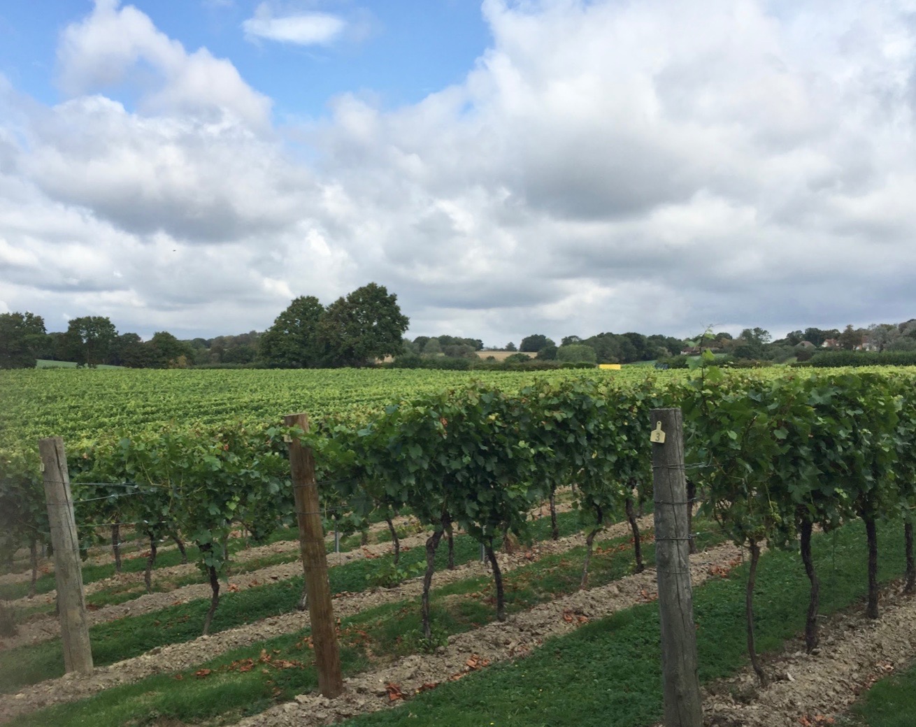 How To Tour English Wineries