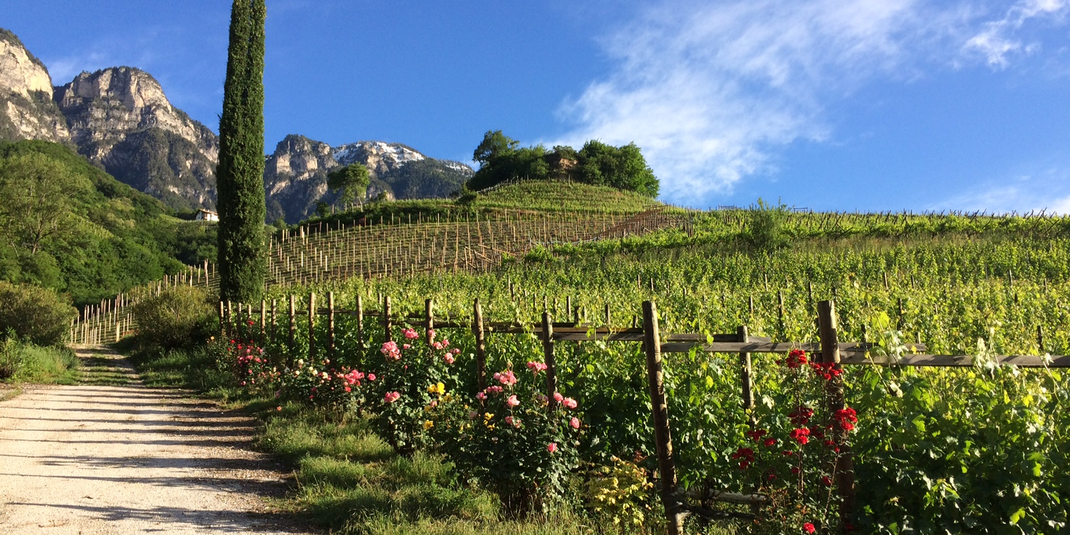 Johannes Tiefenbrunner and the High-Altitude Wines of Alto Adige