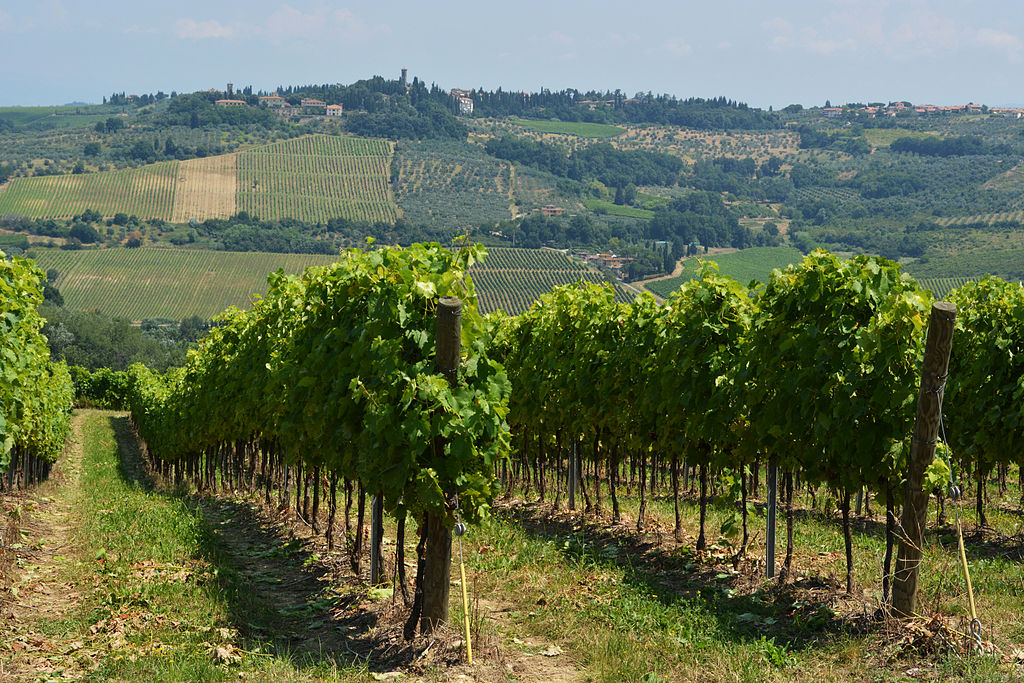 How Many Wine Grapes Are Being Used in Italy?