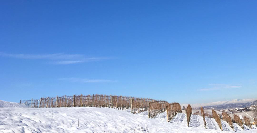 Lorenzo Scavino of Azelia in Piedmont