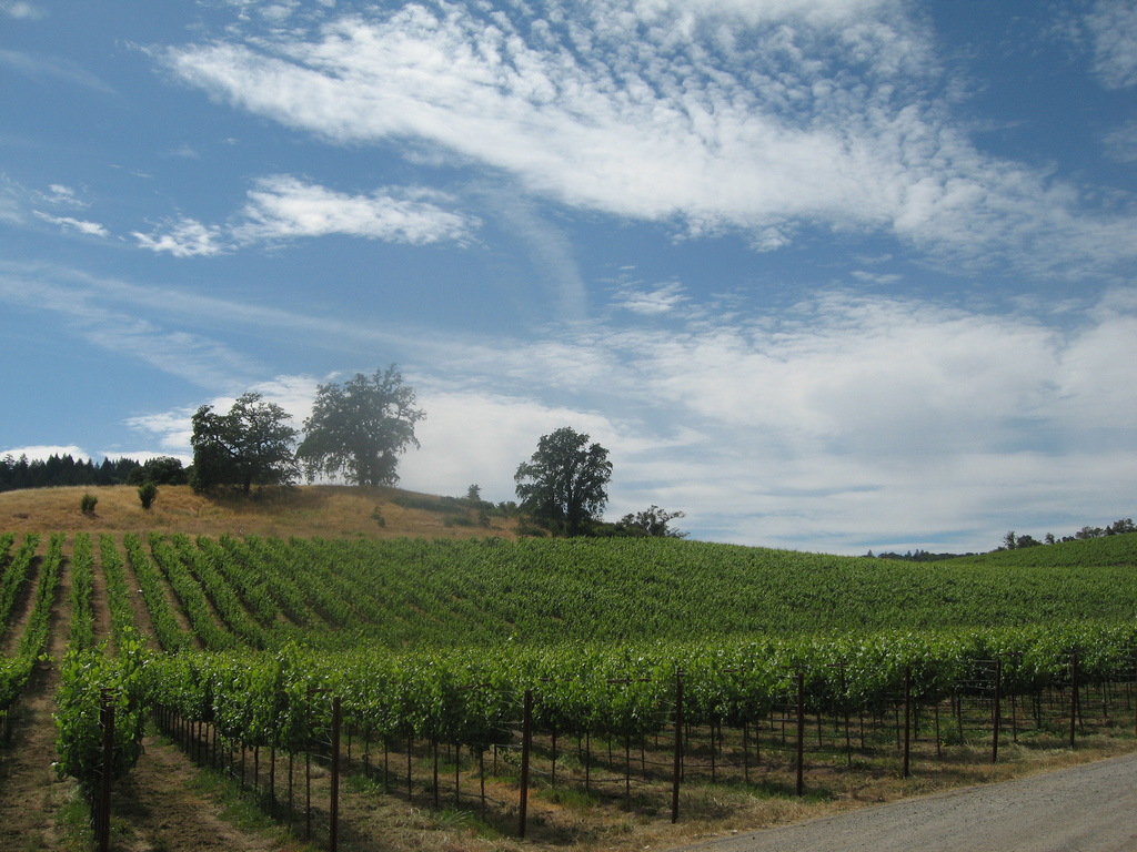 Out in the Vineyard: Celebrating Wine and The LGBT Community