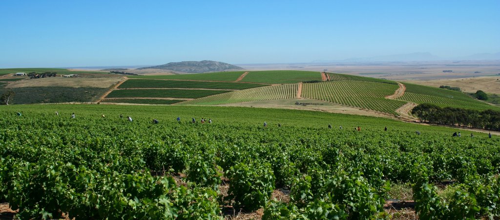 Spice Route: Extreme Viticulture in South Africa's Swartland