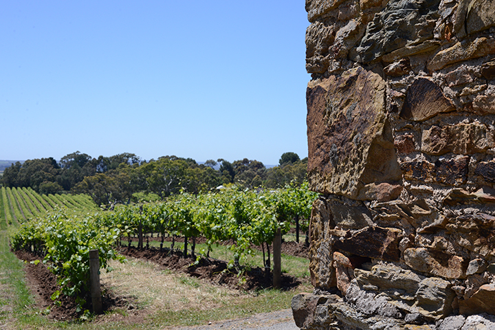 A Visit To The McLaren Vale